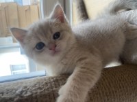 2 aylık british shorthair sütlü kahve