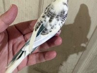 31 GÜNLÜK RENK GÜZELİ BEBEK KUŞUMUZ