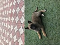 İki aylık dişi Malinois