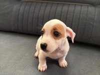 Muhteşem ırk güzeli jack russell yavrular
