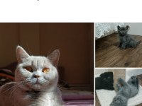 Anne ve 2 yavru british shorthair