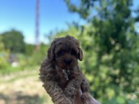 DİŞİ TOY POODLE