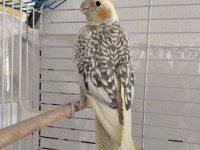 Çok Sağlıklı Pearl Sultan Papağanı