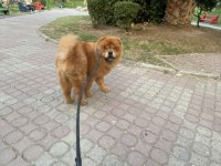 2 yaşında çin aslanı