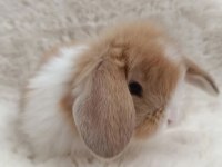 Hollanda Lop Bebek Tavşanlar