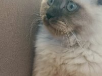 British longhair oğlumuza yeni yuva arıyoruz
