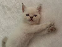 2 Aylık Scottish Fold Yavrular