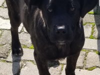 YALOVA CINARCIK TA ÜCRETSİZ YAVRU CANE CORSO ITALIANO