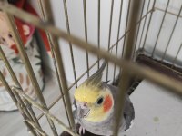 Grey Sultan Papağanı