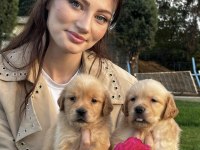 Çok Şeker GOLDEN Retriever Yavrular