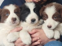 Çok iyi border collie yavruları İstanbul