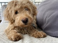 Yavru Maltipoo Köpeği
