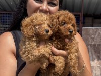 Ufacık toy poodle yavrularım