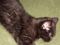 British shorthair kedimiz gece