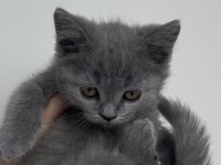 Yavru British Shorthair