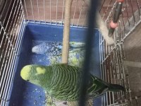 5 ile 6 Yavrulu bakıcı muhabbet kuşu çiftler