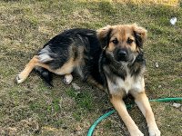 Ücretsiz sahiplendirme köpeğimiz