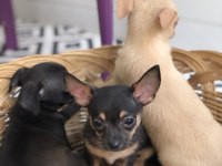 Şivava aşktır chihuahua