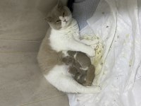 Safkan lilac bi color british shorthair rezerveye müsait
