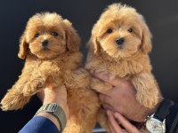 Çık özel Wc eğitimli kore maltipoo yavrularımız