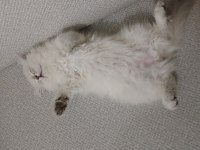 3 aylık british longhair kızımıza acil yuva arıyoruz