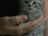 Dişi british shorthair