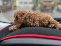 Toy poodle yavrusu