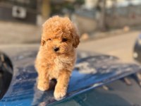 2 Aylık Sevimli Maltipoo Yavrular – Aile Ortamında