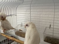 Albino kırmızı göz forpus papağanı