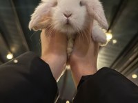 Hollanda lop tavşanı bebekler hepsi pamuk gibi