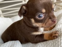 Renk renk chihuahua bebekler