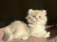 Nadir Renk Blue Golden Ay11 British Longhair