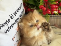 Golden ny12 british longhair