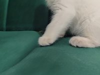 Sahibinden 55 günlük british shorthair