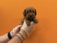 TEACUP MALTİPOO YAVRULARIMIZ