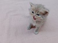 A KALİTE SİLVER POİNT KEDİLER
