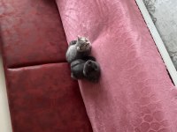 3 Aylık Scottish Fold Yavrularımız Sahiplendirilecektir