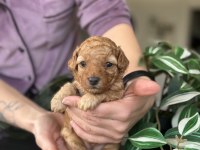 Birbirinden Güzel Toy Poodle Bebeklerimiz