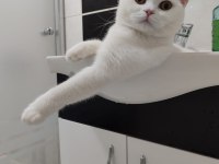 Ücretsiz dişi british shorthair