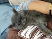1 yaşında british shorthair