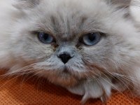 10 aylık dişi british longhair