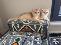 Safkan A kalite british shorthair golden yavrular