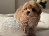Maltipoo Yavrumuz Teacup