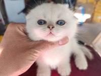 Show Kalite Sıfır Kulak Silver Point Scottish Fold Yavrumuz