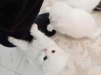 Safkan şecereli british longhair beyaz yavru