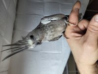 EVCİL DİŞİ SULTAN PAPAĞANI