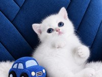 British Shorthair Golden Point ny123