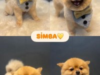 POMERANİAN BOO ÇİFLEŞTİRMEK