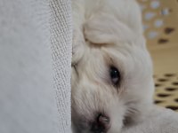 2 aylık sevimli kartopu maltipoo oğlum