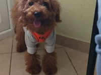 4 aylık sağlıklı eğitimli toy poodle
